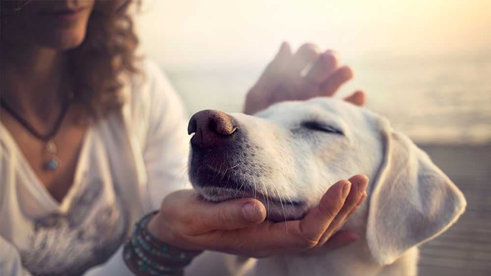 Von Senioren- bis Tierbetreuung: Wie unser Service Ihr Leben erleichtern kann
