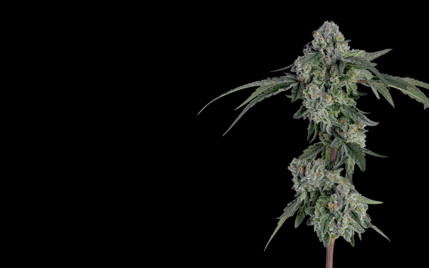 Erlebe die Power der Jealous Strain mit Cali Weed and Vapes