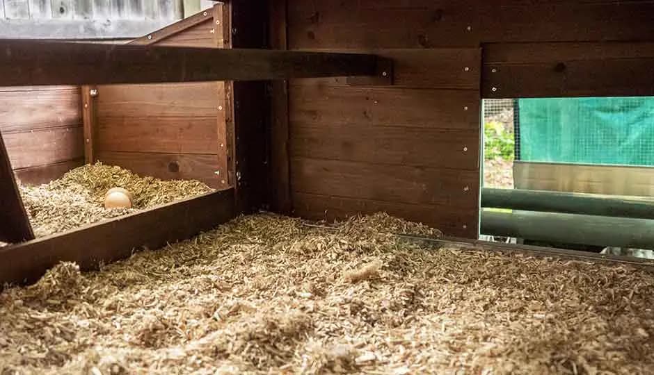 Hanfeinstreu für Hühner – Eine nachhaltige Wahl für den Stall
