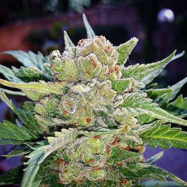 Orange Apricot Glue XL Auto: Klebrige Süße in jeder Blüte