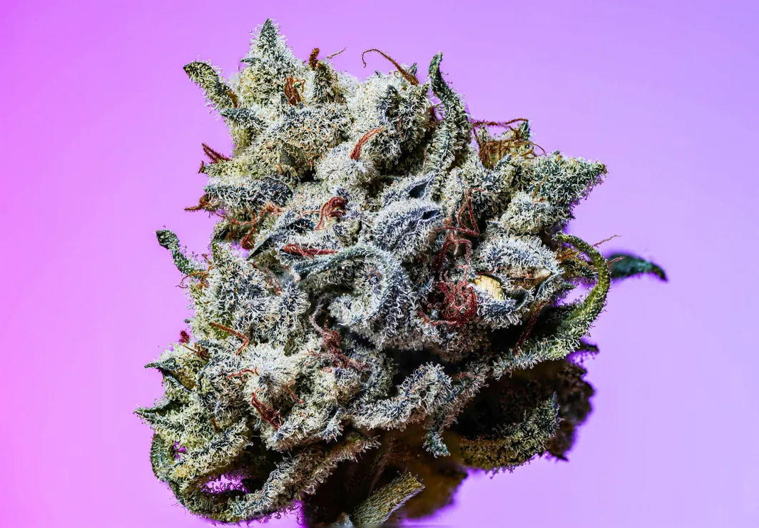 Erlebe die Power der Jealous Strain mit Cali Weed and Vapes